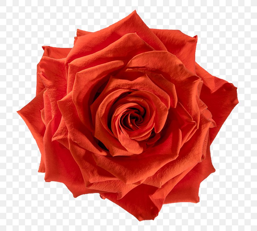 Garden Roses, PNG, 738x738px, Flower, Floribunda, Garden Roses, Hybrid Tea Rose, Petal Download Free