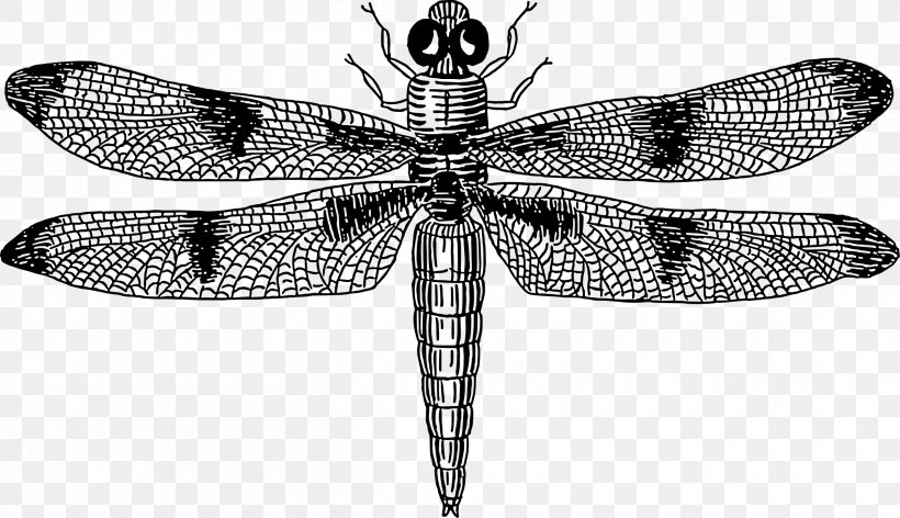 Insect Dragonfly Drawing Clip Art, PNG, 2400x1383px, Insect, Arthropod, Black And White, Dragonflies And Damseflies, Dragonfly Download Free