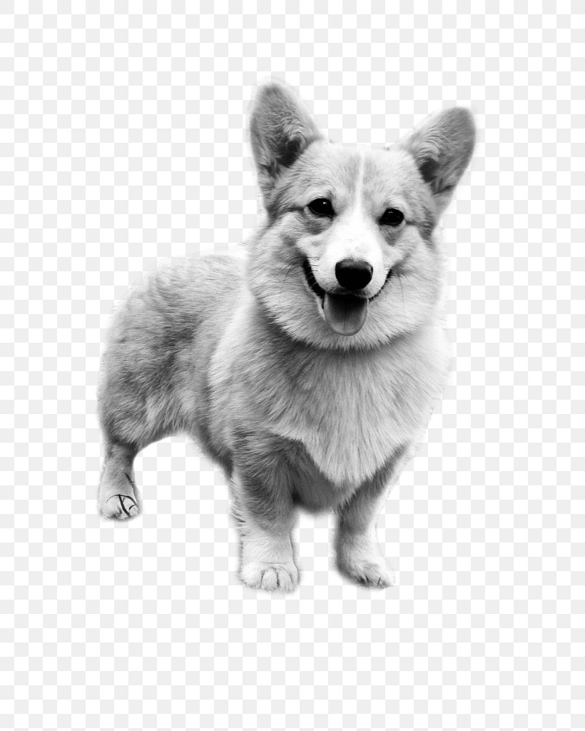 Pembroke Welsh Corgi Puppy Dog Breed Cardigan Welsh Corgi, PNG, 768x1024px, Pembroke Welsh Corgi, Animal, Blackandwhite, Breed, Bulldog Download Free