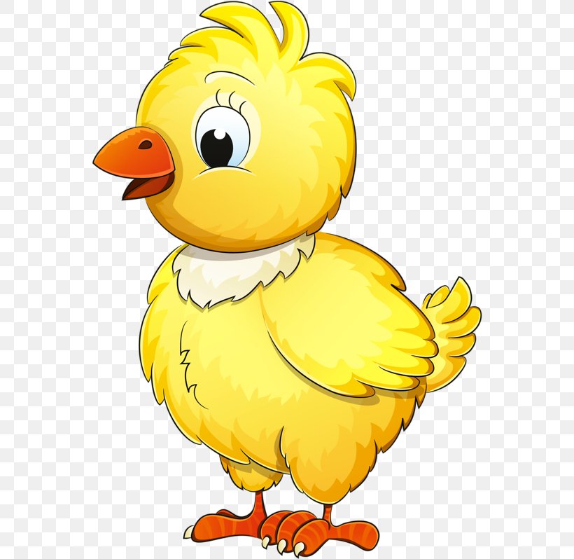 Chicken Image Drawing Illustration Vector Graphics, PNG, 558x798px, Chicken, Animal Figure, Animation, Art, Artwork Download Free