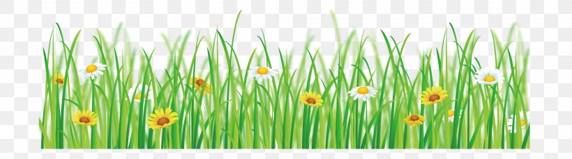 Flower Tulip, PNG, 2077x581px, Flower, Commodity, Flower Bouquet, Grass, Grass Family Download Free