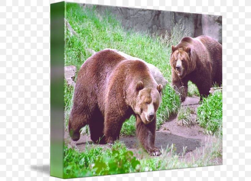 Grizzly Bear American Black Bear Alaska Peninsula Brown Bear Wildlife, PNG, 650x593px, Grizzly Bear, Alaska Peninsula Brown Bear, American Black Bear, Animal, Art Download Free