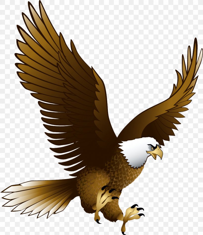 Bald Eagle Clip Art Transparency, PNG, 903x1050px, Bald Eagle, Accipitriformes, Beak, Bird, Bird Of Prey Download Free