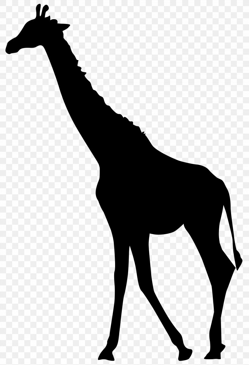 Giraffe, PNG, 5455x8000px, Giraffe, Animation, Black And White, Giraffidae, Graphic Arts Download Free