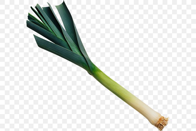 Leek Vegetable Broth Food Onion, PNG, 600x551px, Leek, Broth, Cooking, Food, Fruit Download Free