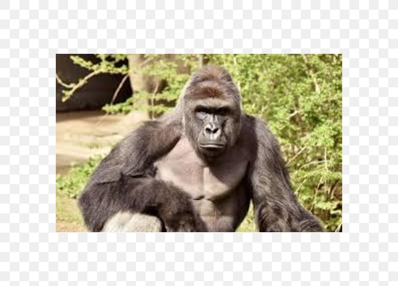 Cincinnati Zoo And Botanical Garden Killing Of Harambe Western Lowland Gorilla, PNG, 590x590px, Cincinnati Zoo And Botanical Garden, Animal, Ape, Child, Cincinnati Download Free
