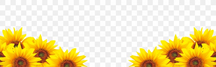 Common Sunflower Petal, PNG, 1000x314px, Common Sunflower, Calendula, Cdr, Daisy Family, Floral Design Download Free
