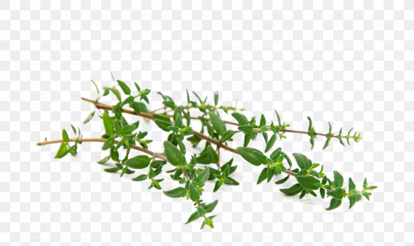 Garden Thyme Herb Leaf Essential Oil, PNG, 980x583px, Thyme, Aquarium Decor, Aromatherapy, Branch, Chamomile Download Free