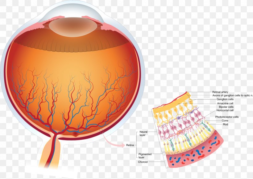 Retina Human Eye Anatomy Visual Perception, PNG, 1000x710px, Watercolor, Cartoon, Flower, Frame, Heart Download Free