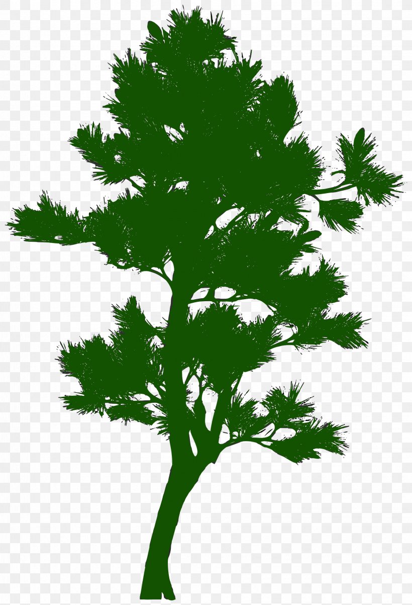 Tree Silhouette Pine, PNG, 1635x2400px, Tree, Branch, Christmas Tree, Conifer, Grass Download Free