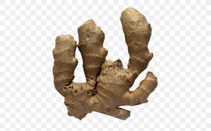 Food Ginger Download, PNG, 500x511px, Food, Artifact, Austral Pacific Energy Png Limited, Drink, Fat Download Free