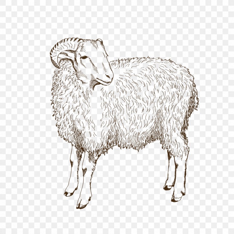 Sheep Animal Husbandry, PNG, 1000x1000px, Sheep, Animal Husbandry, Black And White, Cow Goat Family, Domestic Sheep Reproduction Download Free