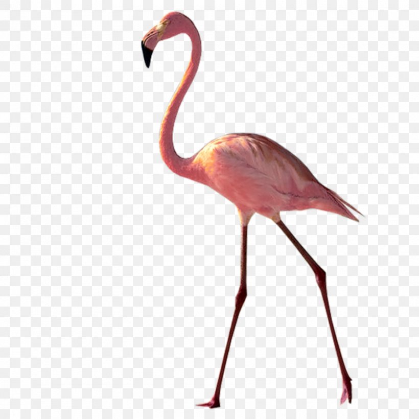 Flamingo Drawing, PNG, 1773x1773px, Greater Flamingo, Animal, Beak, Bird, Crane Download Free