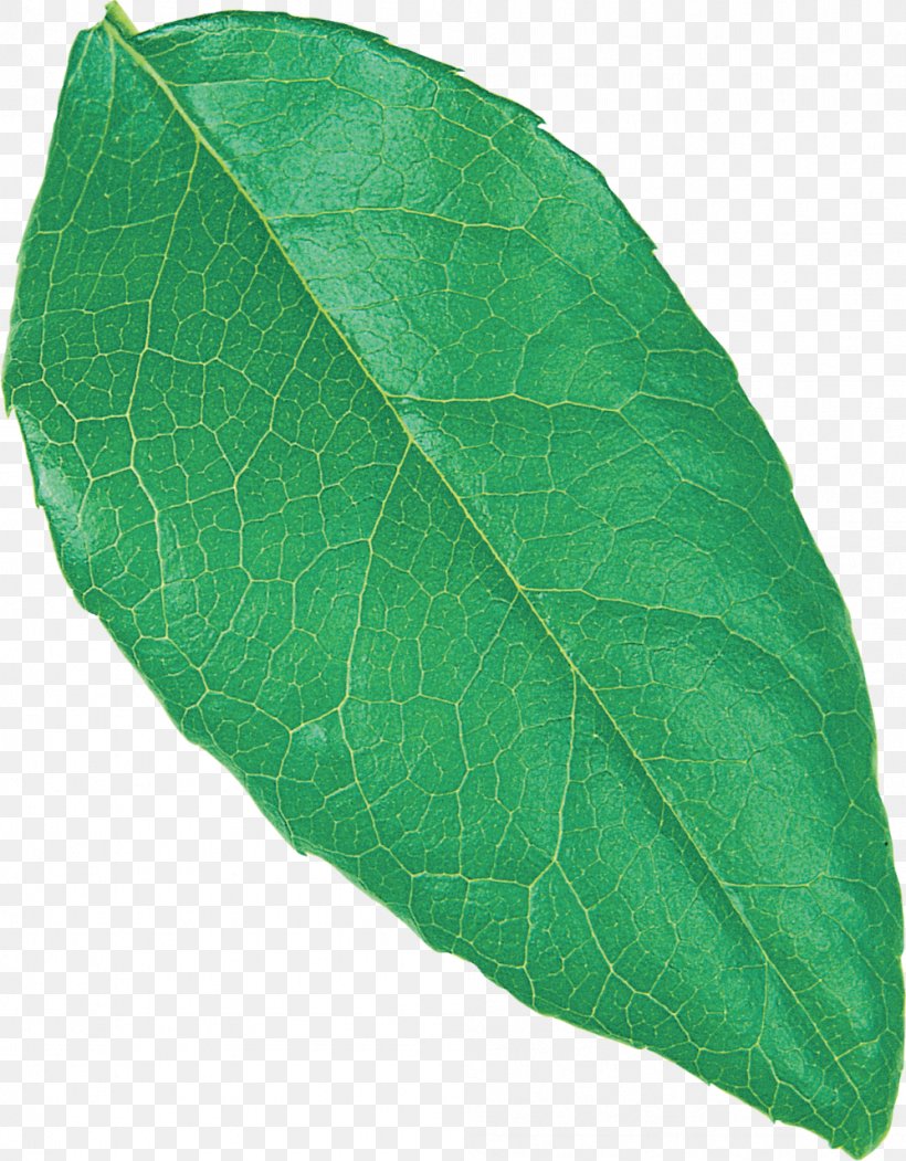 Leaf Flower Plants Floral Design Rose, PNG, 998x1280px, Leaf, Bay Leaf, Commodity, Floral Design, Flower Download Free