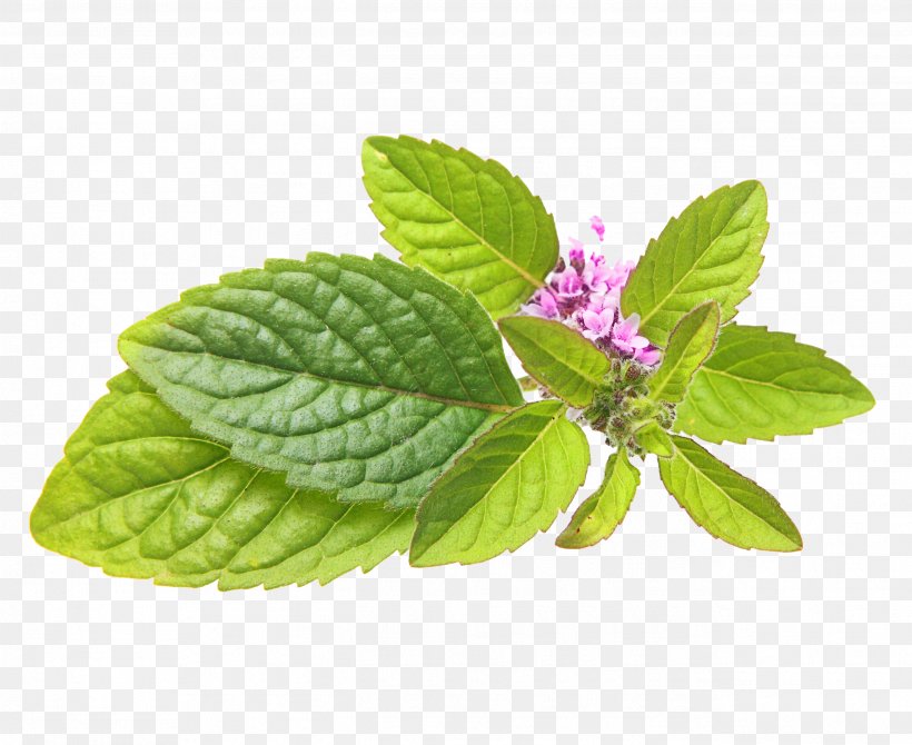Peppermint Mentha Spicata Lamiaceae Herb Lemon Balm, PNG, 2592x2120px, Peppermint, Basil, Depositphotos, Food, Green Download Free