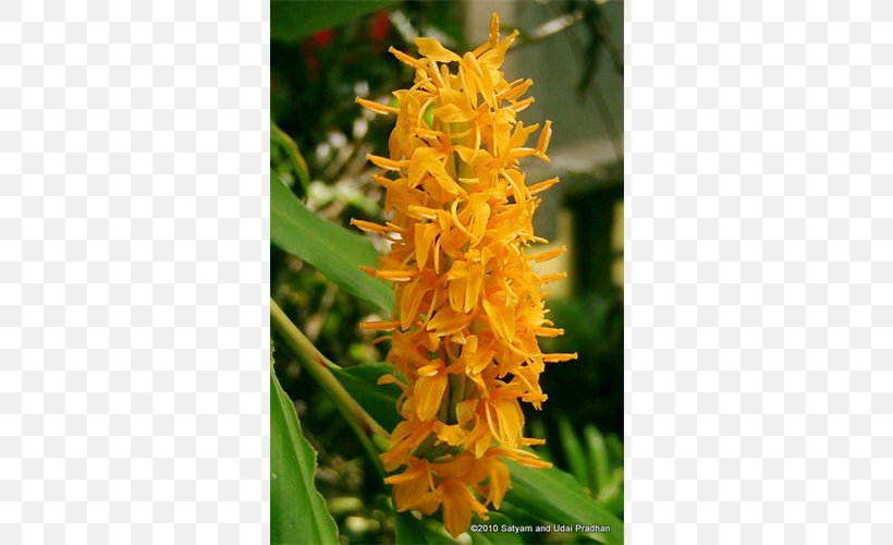 Hedychium Gardnerianum Zingiberaceae Hedychium Coronarium Hedychium Coccineum Hedychium Densiflorum, PNG, 500x500px, Zingiberaceae, Broomrape, Bulb, Canna, Flower Download Free