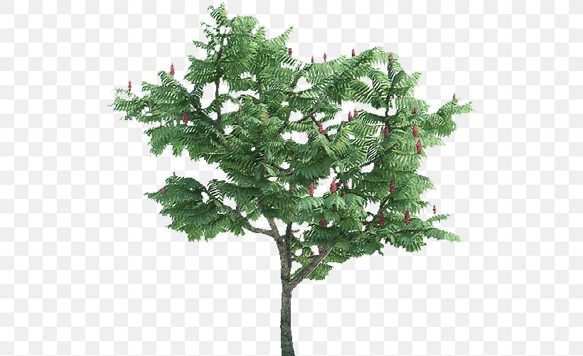 Holly Leaf, PNG, 523x501px, Staghorn Sumac, American Larch, Bonsai, Branch, Cashews Download Free