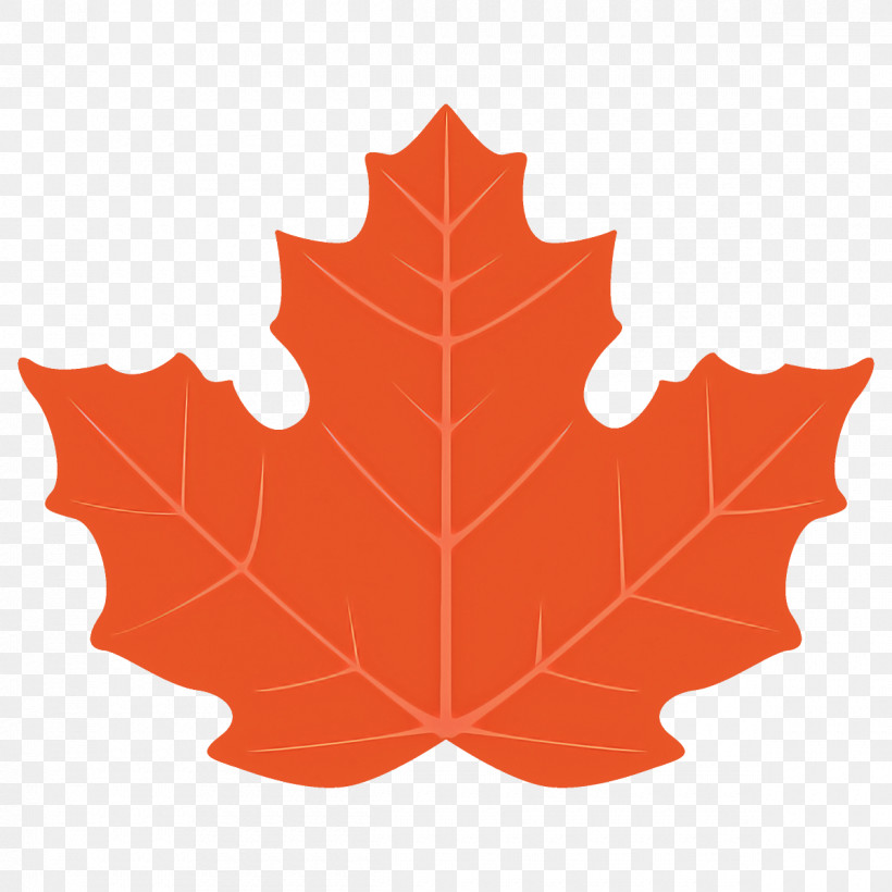 Maple Leaf Autumn Leaf Fall Leaf, PNG, 1200x1200px, Maple Leaf, Autumn Leaf, Black Maple, Deciduous, Fall Leaf Download Free