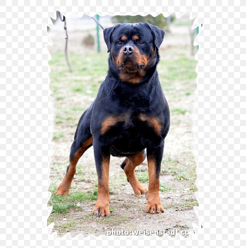 Rottweiler Dog Breed Val Di Noto Puppy, PNG, 574x827px, Rottweiler, Breed, Carnivoran, Dog, Dog Breed Download Free