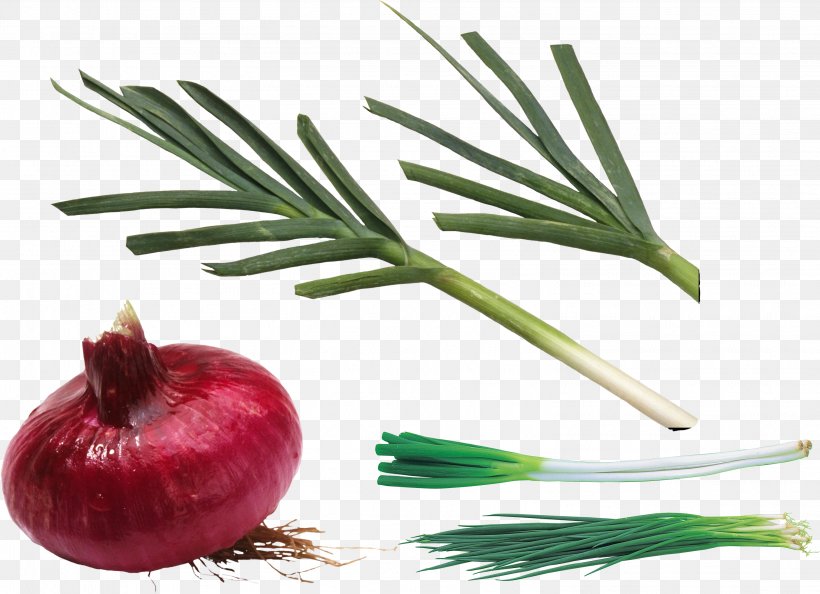 Allium Fistulosum Shallot Scallion Clip Art, PNG, 3028x2196px, Allium Fistulosum, Food, Ingredient, Natural Foods, Onion Download Free