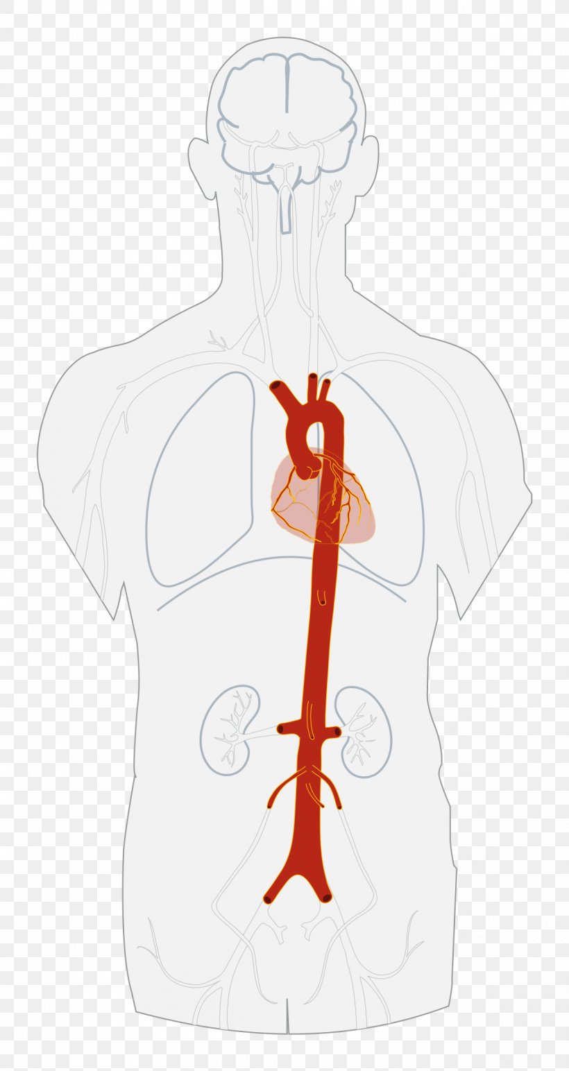 Descending Aorta Artery Abdominal Aorta Heart, PNG, 1200x2260px, Watercolor, Cartoon, Flower, Frame, Heart Download Free