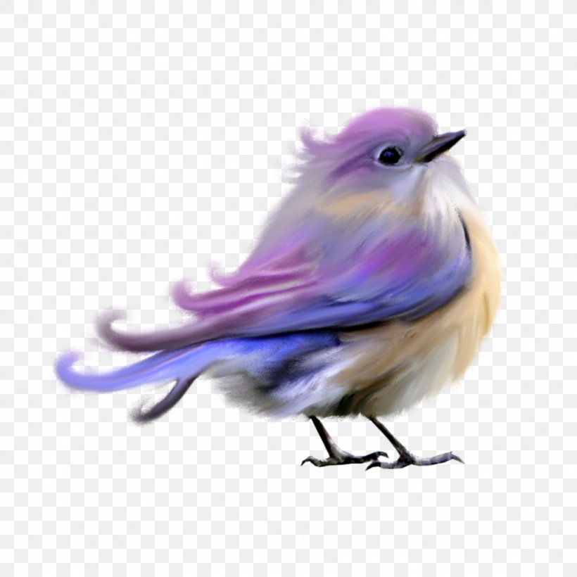 Domestic Pigeon Hummingbird Clip Art, PNG, 1024x1024px, Domestic Pigeon, Beak, Bird, Bird Flight, Fauna Download Free