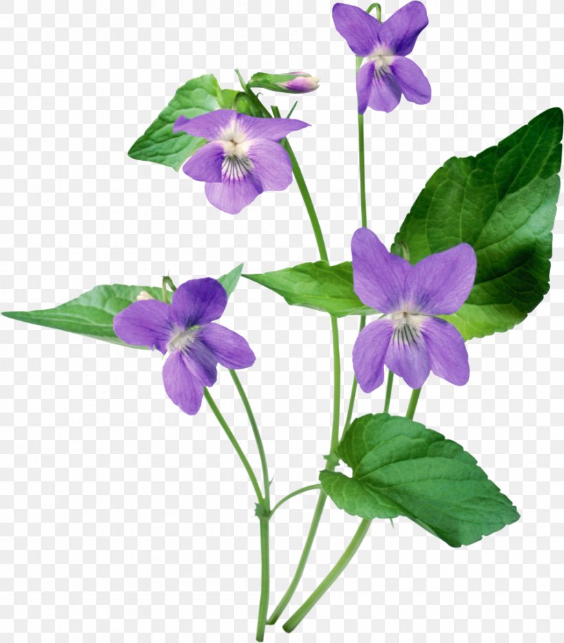 Violet Clip Art, PNG, 898x1024px, Violet, Annual Plant, Bellflower Family, Bit, Digital Image Download Free