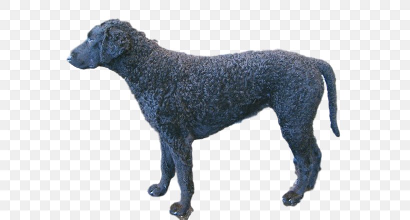 Curly-coated Retriever Flat-Coated Retriever Spanish Water Dog Dog Breed, PNG, 617x439px, Curlycoated Retriever, Breed, Carnivoran, Crossbreed, Curly Coated Retriever Download Free
