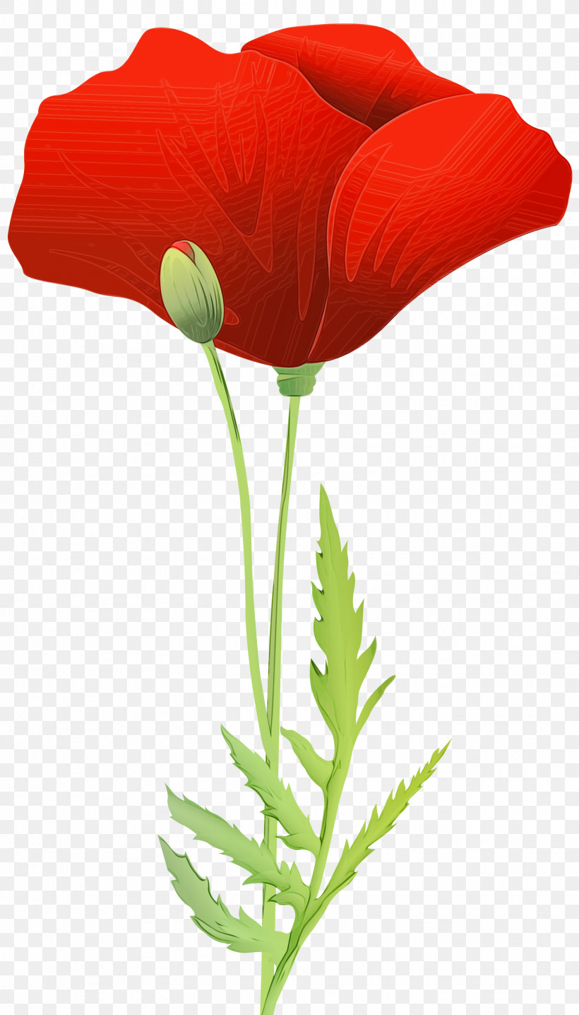 Flower Coquelicot Plant Corn Poppy Oriental Poppy, PNG, 1712x3000px, Watercolor, Coquelicot, Corn Poppy, Flower, Oriental Poppy Download Free