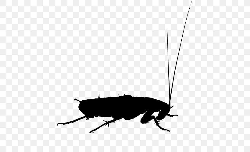 Oriental Cockroach Termite Beetle Pest Control, PNG, 604x500px, Cockroach, Arthropod, Beetle, Blackandwhite, Blattodea Download Free