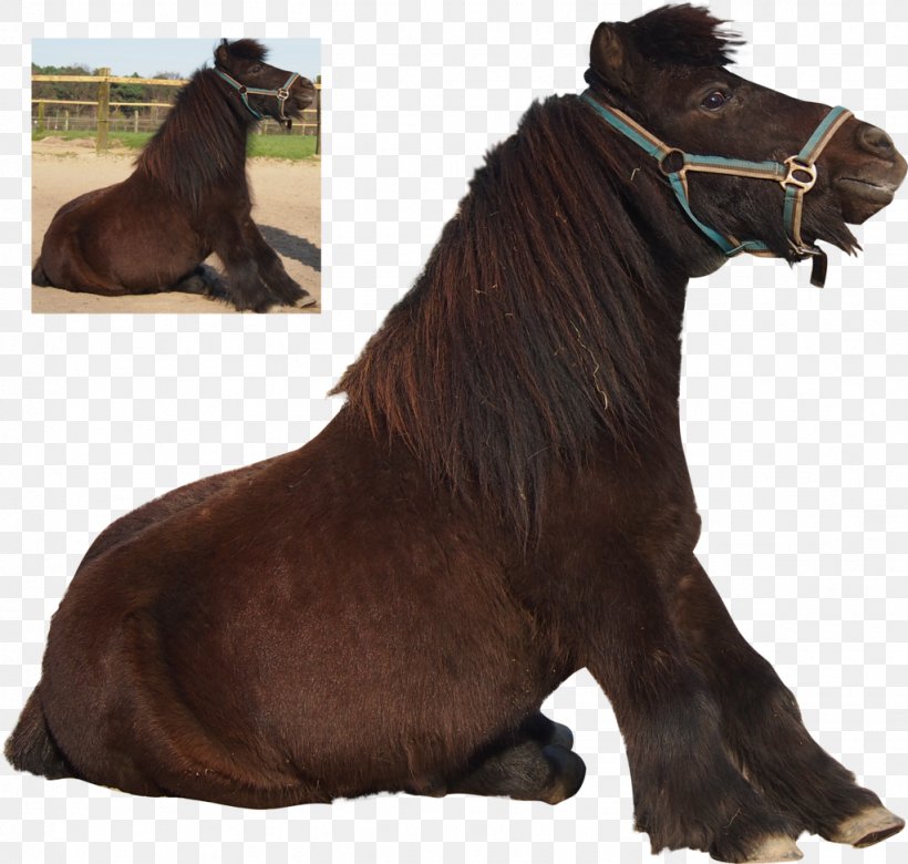 Shetland Pony Mane Mustang Stallion, PNG, 1023x974px, Shetland Pony, Art, Bridle, Deviantart, Halter Download Free