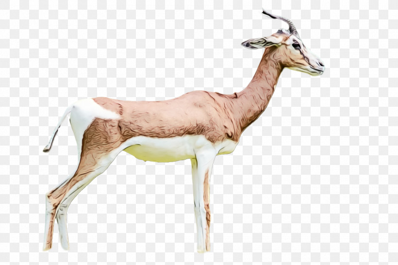 Springbok Oryx Impala Gazelle Deer, PNG, 1920x1280px, Watercolor, Biology, Deer, Gazelle, Impala Download Free