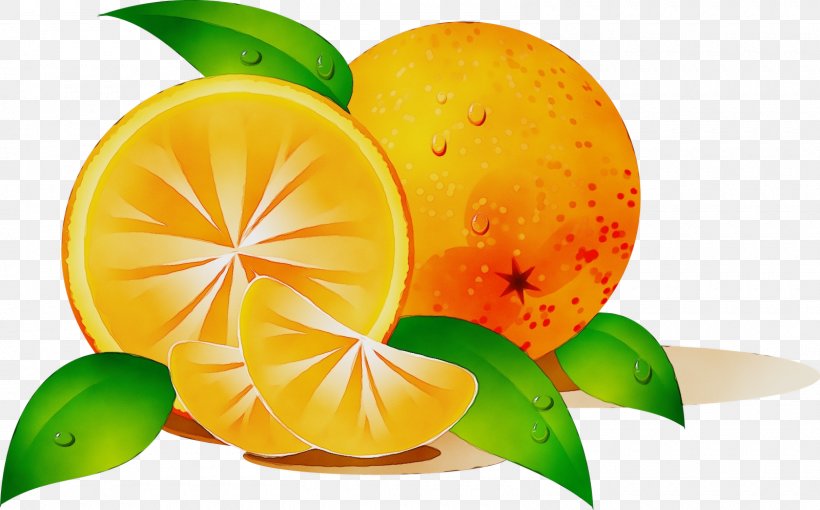 Watercolor Natural, PNG, 1600x997px, Watercolor, Bitter Orange, Calamondin, Citric Acid, Citrus Download Free