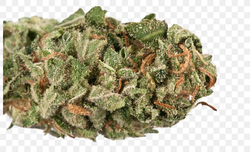 Cannabis Cup Cannabis Sativa Where's Weed Kush, PNG, 800x500px, Cannabis, Cannabidiol, Cannabis Cup, Cannabis Sativa, Cannabis Shop Download Free