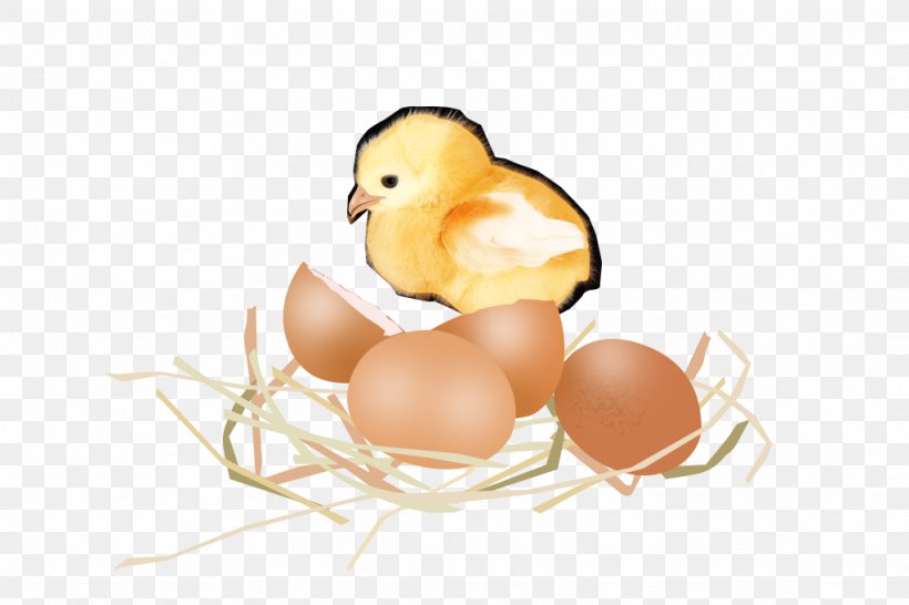 Chicken Egg Chicken Egg Duck, PNG, 1024x682px, Chicken, Beak, Bird, Chicken Coop, Chicken Egg Download Free