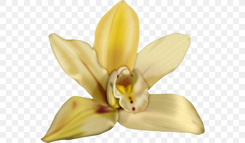 Cut Flowers Cattleya Orchids Petal, PNG, 550x477px, Flower, Cattleya, Cattleya Orchids, Cut Flowers, Flora Download Free