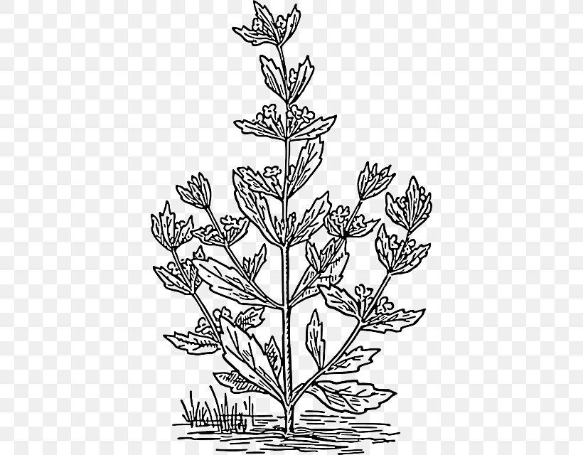 Pennyroyal Mentha Spicata Drawing Plant Clip Art, PNG, 396x640px, Pennyroyal, Black And White, Botany, Branch, Coloring Book Download Free