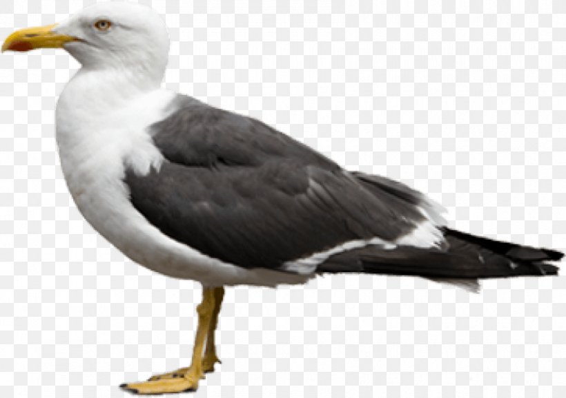 European Herring Gull Bird California Gull Red-billed Gull, PNG, 850x600px, European Herring Gull, Beak, Bird, Bird Control, Blackheaded Gull Download Free