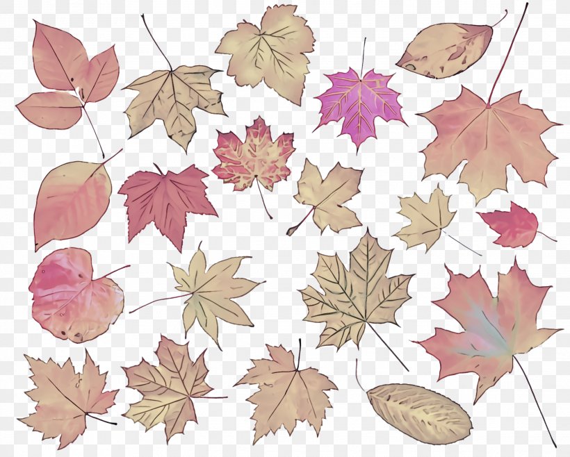 Leaf Clip Art Plant Pattern Tree, PNG, 2232x1792px, Leaf, Black Maple, Flower, Plant, Tree Download Free