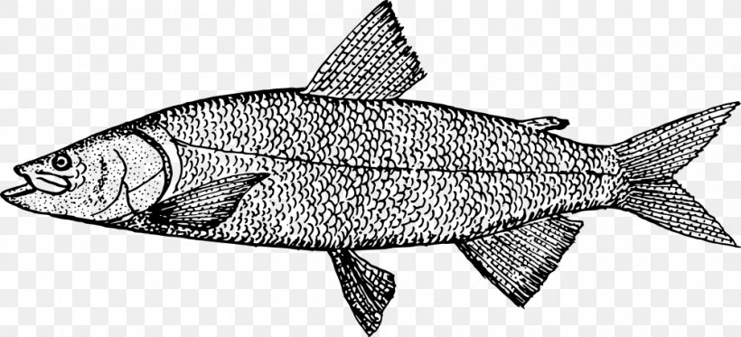 Line Art Drawing Sardine Clip Art, PNG, 1000x456px, Line Art, Black And White, Drawing, Fauna, Fin Download Free
