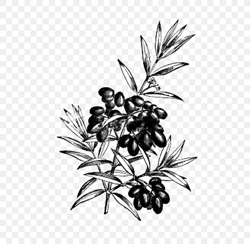 Olive Royalty-free Drawing, PNG, 600x800px, Olive, Black And White, Branch, Can Stock Photo, Drawing Download Free