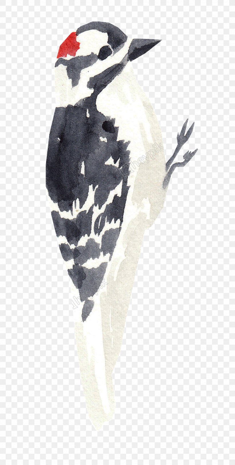 Bird Woodpecker Watercolor Painting Image Penguin, PNG, 1024x2022px, Bird, Cmyk Color Model, Drawing, Feather, Painting Download Free