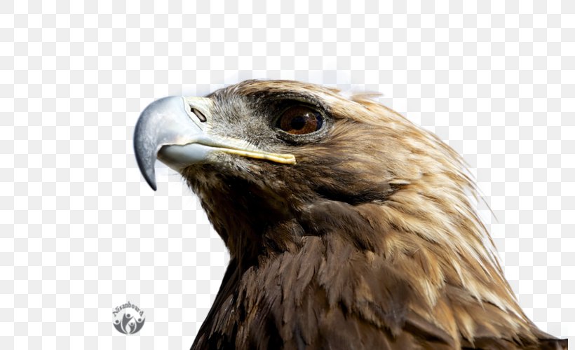 Desktop Wallpaper 4K Resolution High-definition Television 1080p, PNG, 800x500px, 4k Resolution, Accipitriformes, Beak, Bird, Bird Of Prey Download Free