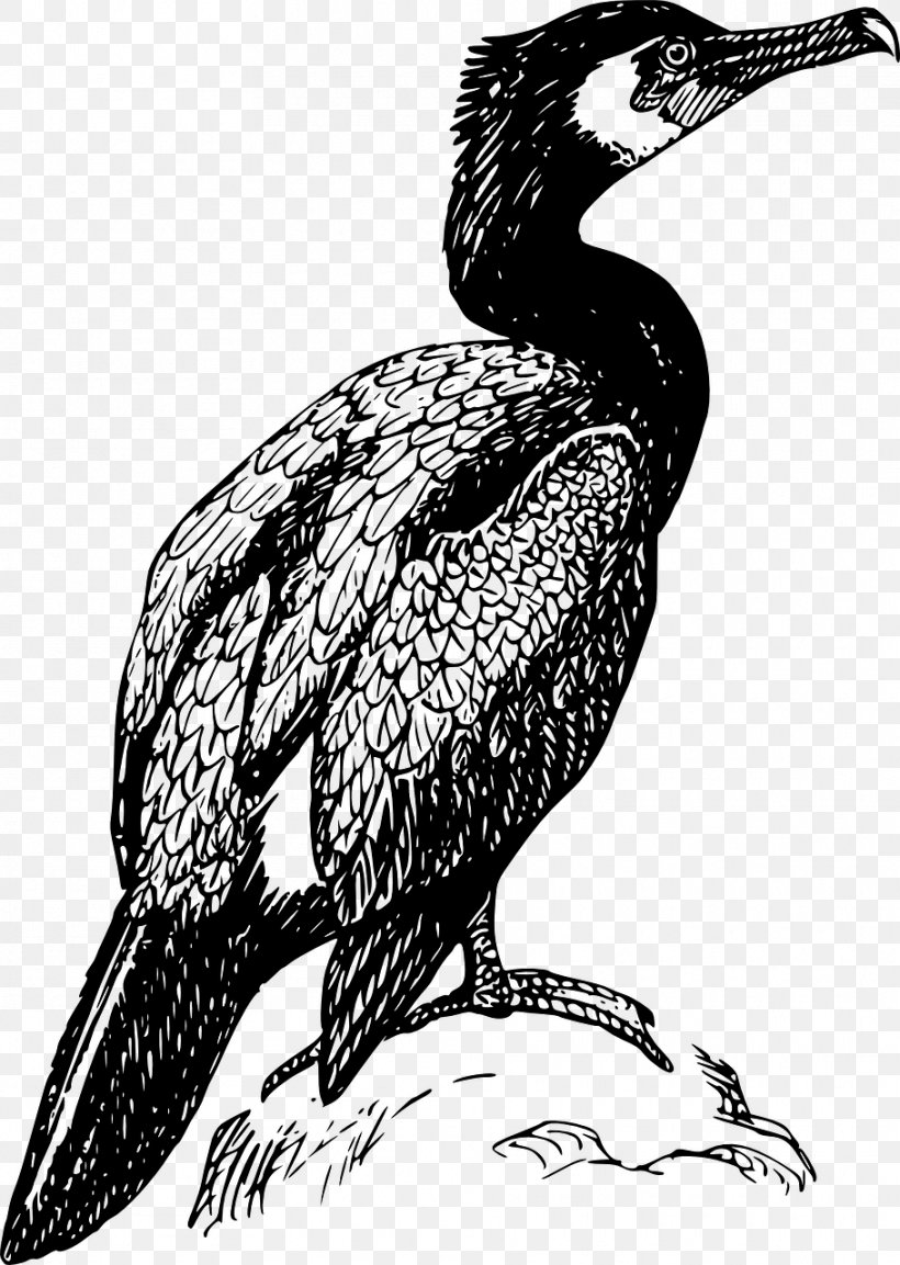 Double-crested Cormorant Bird Drawing Clip Art, PNG, 910x1280px, Cormorant, Art, Beak, Bird, Bird Of Prey Download Free