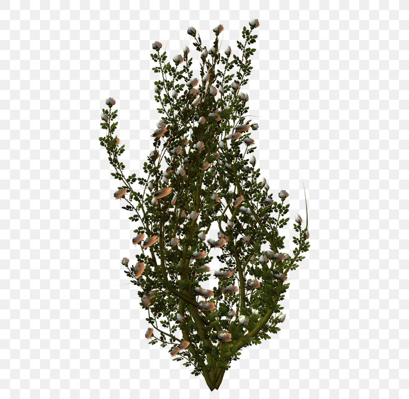 Photinia OBI Shrub Garden Spruce, PNG, 507x800px, Photinia, Architectural Engineering, Branch, Conifer, Cypress Family Download Free