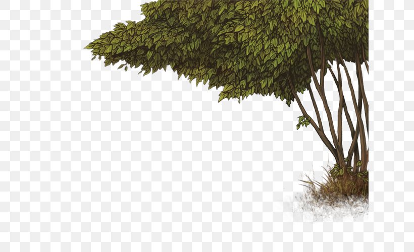 Vegetation Shrub Tree Leaf Evergreen, PNG, 640x500px, Vegetation, Branch, Conifers, Evergreen, Flora Download Free