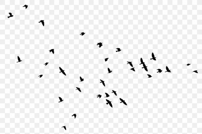 Bird Flock Clip Art, PNG, 1024x681px, Bird, Animal Migration, Area, Beak, Bird Flight Download Free