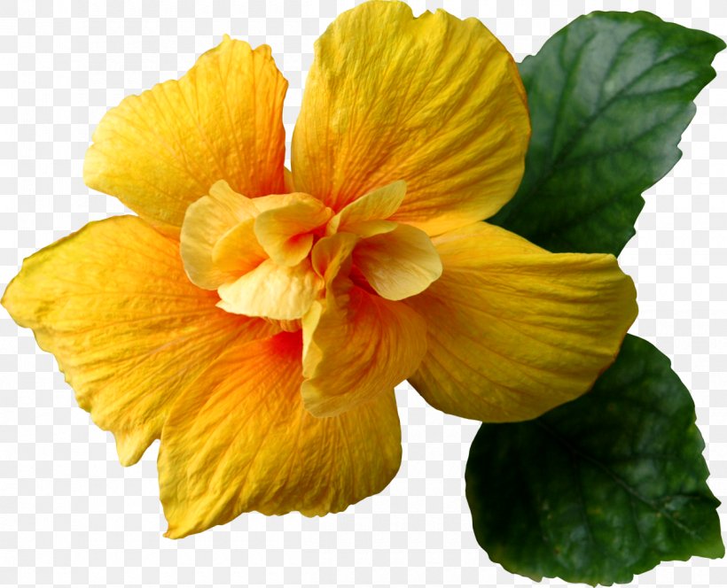Flower Yellow Clip Art, PNG, 1200x973px, Flower, Annual Plant, Canna Family, Chinese Hibiscus, Flowering Plant Download Free