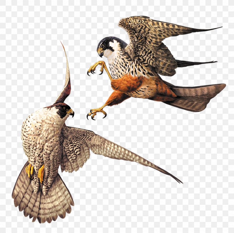 Owl Fauna Beak Feather Falcon, PNG, 1600x1600px, Owl, Beak, Bird, Bird Of Prey, Falcon Download Free