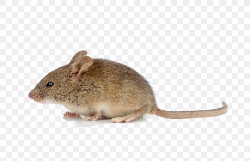 Rodent House Mouse Brown Rat Stock Photography, PNG, 2295x1485px, Rodent, Brown Rat, Can Stock Photo, Dormouse, Fauna Download Free